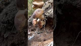 Boletus Jackpot. Grzyby2026. #porcini #mushroom #грибы #borowik #grzybobranie #funghiporcini