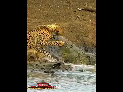 The End of the Hunter Crocodile! ☠️#edit #fyp #viralvideo