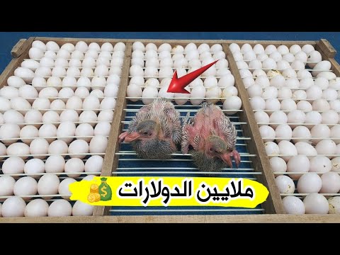 التنافس الشرس على تربية الملايين من الحمام في الصين والمصانع تكشف الحقيقة 😯مشروع الحمام