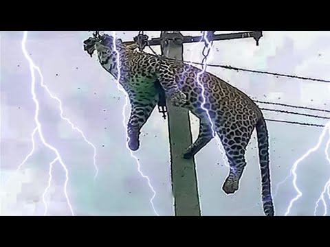 10 حيوانات صعقتها الكهرباء لو لم يتم تصويرها بالصدفة لما صدقها احد!