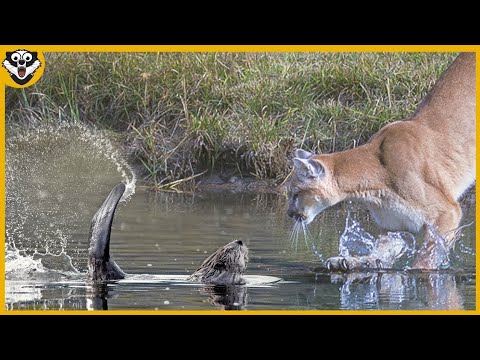 ESSE PUMA MEXEU COM O CASTOR ERRADO!