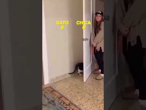 Chica reta a gato y termina sorprendida