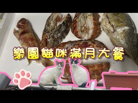 【貓咪滿月囉】兩隻貓咪來滿一個月了，弄點豐盛的給牠們吃，只是這兩隻以外又多了兩隻蹭飯的，這下阿坤快要吃不消了。