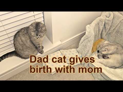 Dad cat gives birth together with mom cat 🥰 Cat gave birth to 3 kittens