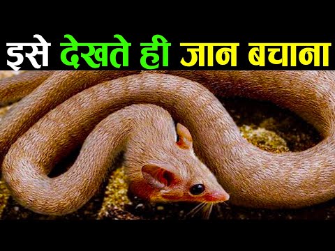 इस जानवर को देखते ही दूर भागना | Scientists Are Freaking Out Over This Newly Discovered Species