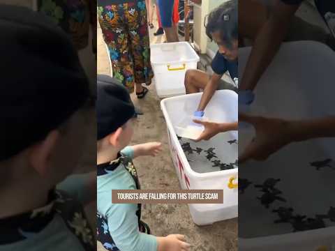 ഈ ആമ തട്ടിപ്പിൽ വിനോദസഞ്ചാരികൾ വീഴുന്നു😳🐢