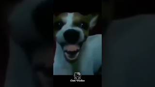 They will always have the best smile😀 subscribe for more videos:)