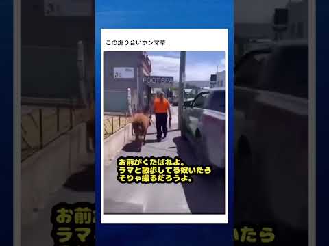 海外の煽り合い
