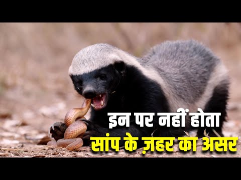 इन जीवों पर नहीं होता सांप के ज़हर का असर| TOP 10 ANIMALS IMMUNE TO SNAKE VENOM