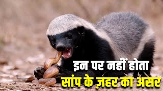 इन जीवों पर नहीं होता सांप के ज़हर का असर| TOP 10 ANIMALS IMMUNE TO SNAKE VENOM