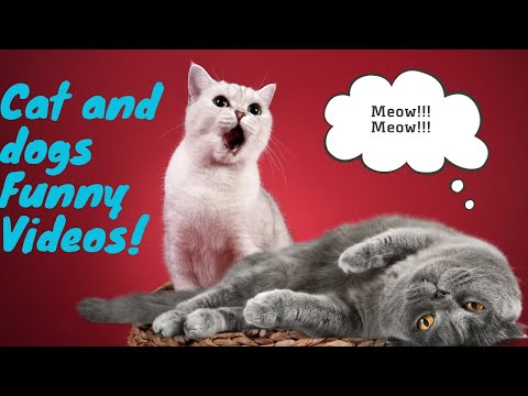 New Trending Funniest Cats Fight😹😹 - Funniest Cats and Dogs 2023😹🐶