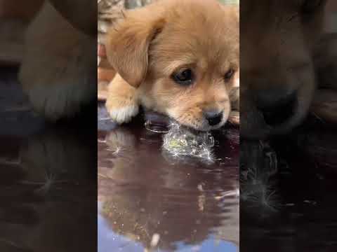 Dogs and Dandelions Cute Dog Golden Sun Original