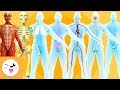 Características e Funções do Corpo Humano