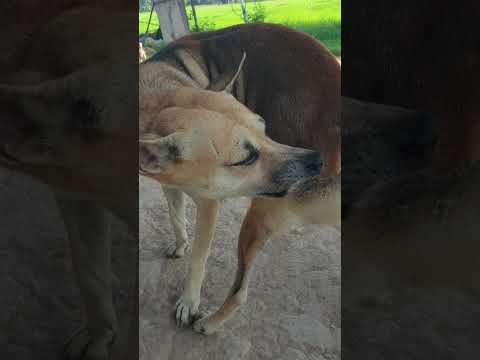 #my #dog ?? #doglover #99