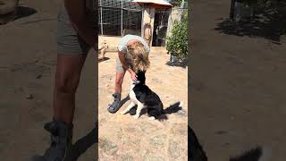 Schon wieder ein Border Collie bei Ajucan Mallorca Hundehilfe 😭