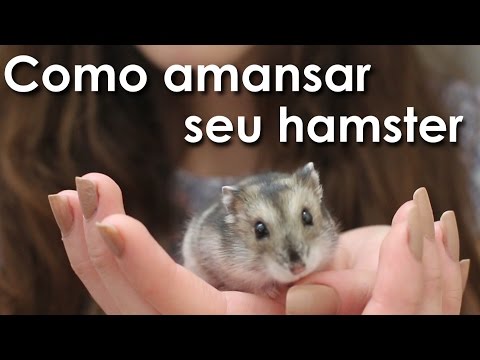 Como amansar seu hamster!