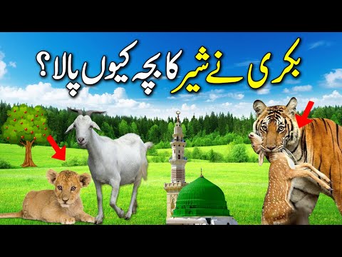 Sher aur Samajhdar Bakri, Urdu Moral Stories | Bakri ne Sher ke Bache ko kyu pala | Pyaara Islam