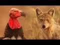 The Cunning Crow and the Vultures