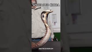 STRIKING Spectacled Cobra EXPOSED! 🐍