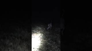 Lamping with Suki #huntinguk #rabbit #lamping #lampingrabbits #lurcher #lurchers #workingdog