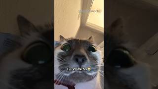 BRUSCHIMICHIS 381 😹