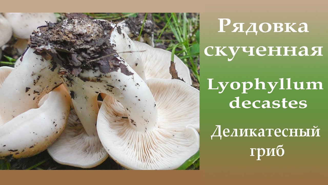 Рядовка скученная - Lyophyllum decastes. Деликатесный гриб