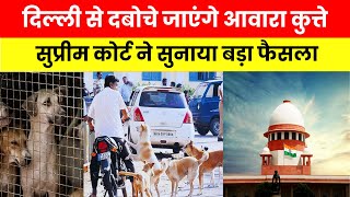 Supreme Court on Stray Dogs: Delhi-NCR में आवारा कुत्तों के आतंक पर 'सुप्रीम' आदेश