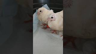 Dos hermanitos  #paloma  #rescatedeanimales