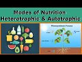 Modes of Nutrition in Organisms