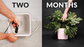 Building an automated hydroponic system │2 month timelapse