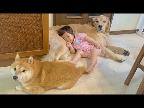 ママの変わりに1歳児を守ってくれる豆柴とゴールデンレトリバーが優秀すぎました...