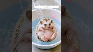 This girl adopted an orphaned hedgehog and then... #animals #animallovers #hedgehog