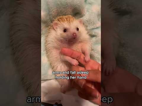 The abandoned hedgehog #animals #love #shorts