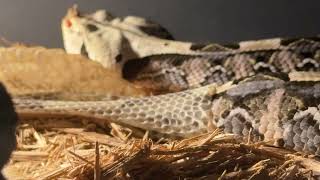 Franklin the GABOON VIPER Shedding Skin!