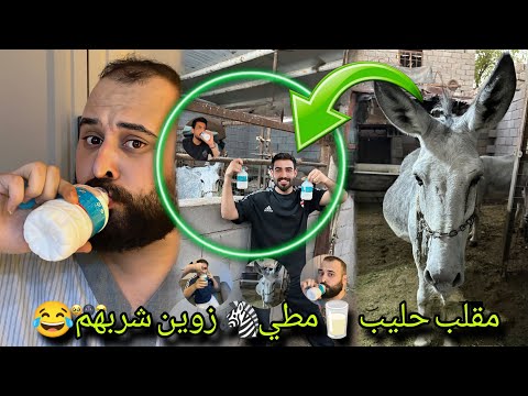 بيت رشك مقلب حليب 🥛مطي 🦓 زوين شربهم 😂