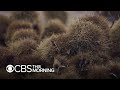 Restoration of the American Chestnut