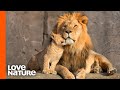 Lion Behavior and Family Dynamics