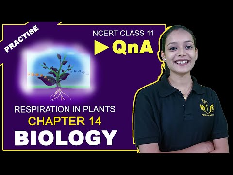 Biological Classification Worksheet Answer - XpCourse