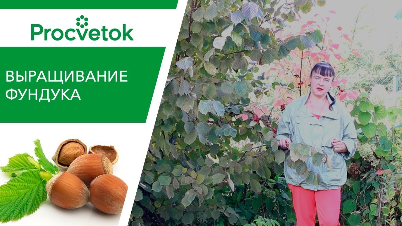 Фундук будет расти и у вас! Как вырастить полезные орешки в саду?