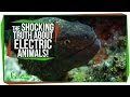 Electric Fish and Their Abilities