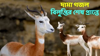 বিলুপ্তির পথে পৃথিবীর সবচেয়ে সুন্দর হরিণ - ডামা গেজেল!