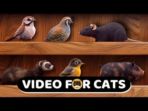 CAT GAMES - Rats, Birds, Guinea Pigs, Ferrets, Mice, Pigs - VIDEOS FOR CATS.