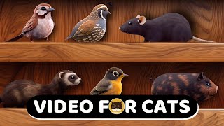 CAT GAMES - Rats, Birds, Guinea Pigs, Ferrets, Mice, Pigs - VIDEOS FOR CATS.