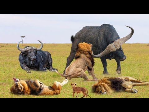 Angry Buffalo Uses Sharp Horns To Attack Lion To Save His Comrades - Fierce Battle 2025