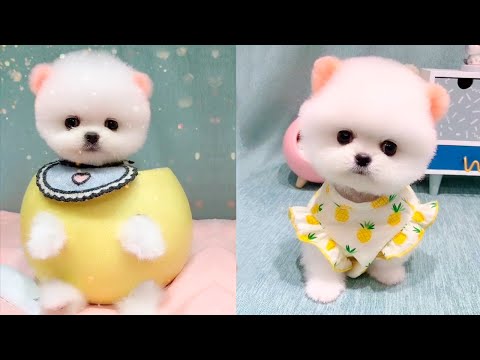 Cute and Funny Pomeranian Videos 74 #Shorts