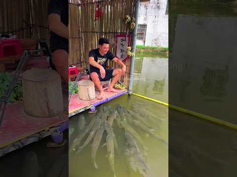 मछलियों से बात करता है ये इंसान! 😱 #shorts