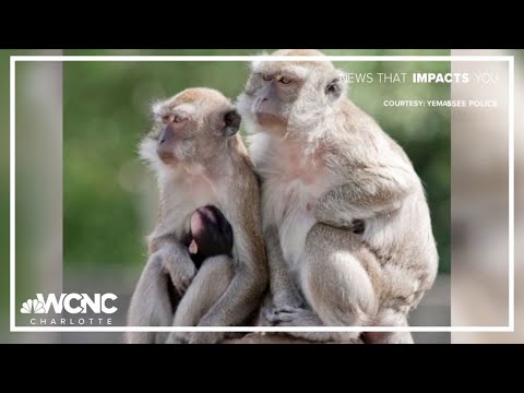 YouTube video thumbnail: USDA Warns South Carolina Research Facility After Monkey Deaths