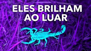 Por que escorpiões brilham no escuro?
