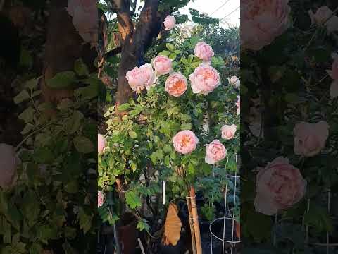 กุหลาบชื่อPeachDyedดอกใหญ่และดกมากมีกลิ่นหอมroseกุหลาบคนบ้าก คน บ้ากุหลาบ กุหลาบชื่อPeachDyedดอกใหญ่และดกมากมีกลิ่นหอมroseกุหลาบคนบ้าก