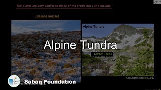 Alpine Tundra